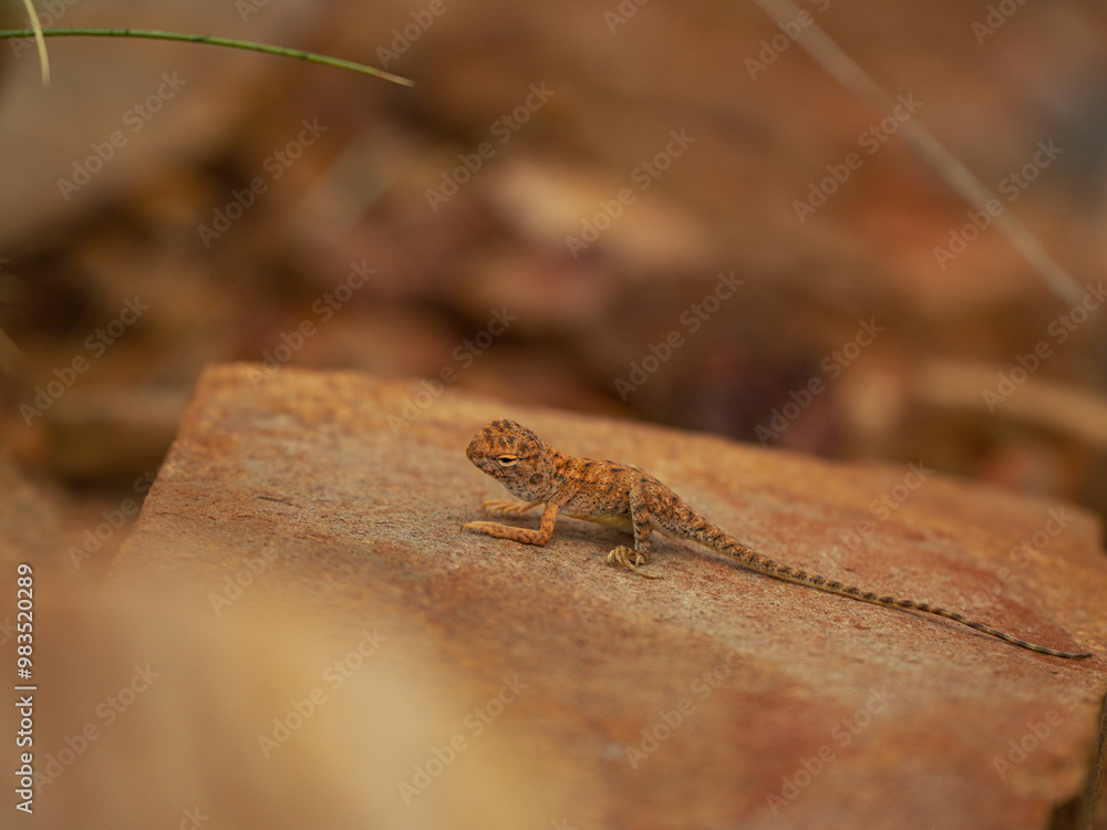 Close up of a lizard on a rock