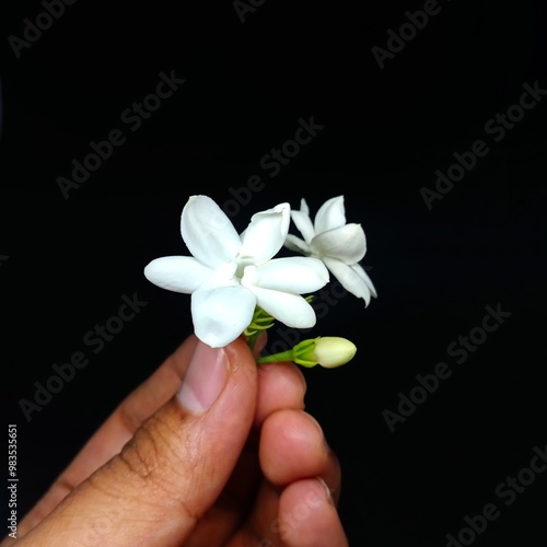 Beautiful Jasminum sambac (melati putih ) flower isolated on black background photo