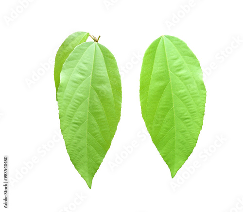 Two Oval Green leaves with transparent image of PNG format extension photo