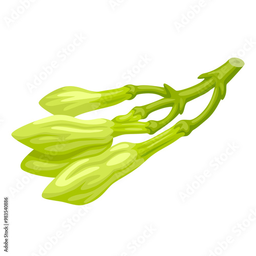 Vector illustration of Loroco flower bud, scientific name Fernaldia pandurata, isolated on white background.