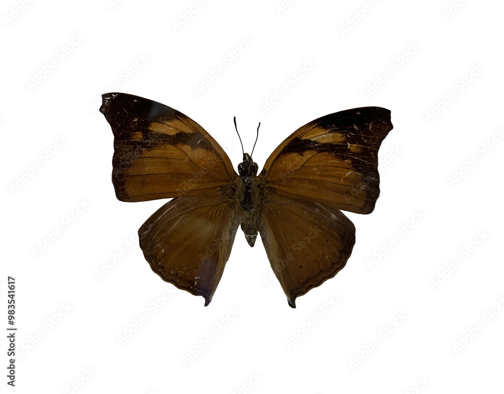 Fototapeta premium The Autumn Leaf is name of butterfly with transparent image of PNG format extension.