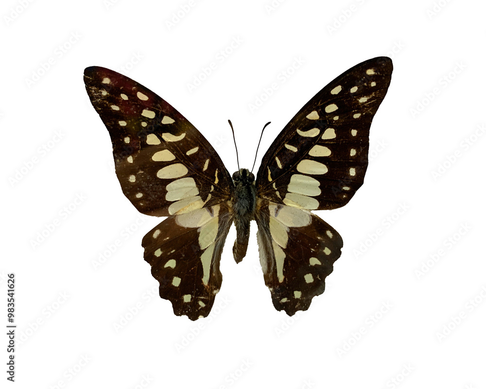 The Common Jay is name of butterfly with transparent image of PNG format extension. The Common Jay is name of butterfly with transparent image of PNG format extension.