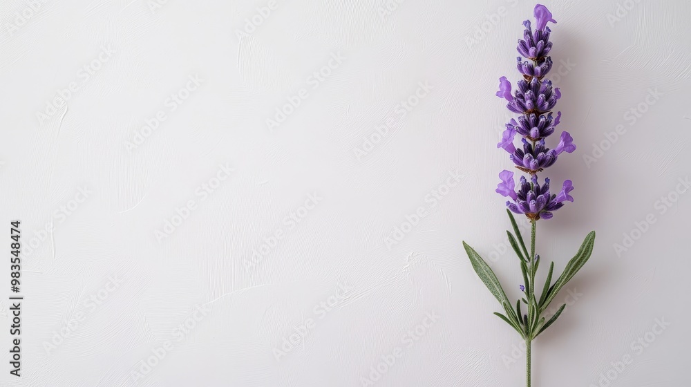 Naklejka premium Single lavender sprig with soft purple tones on solid white background, detailed and calming