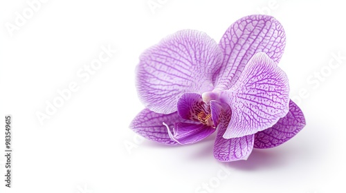 Rich purple orchid flower, single object on solid white background, luxurious and refined, perfect for beauty branding.