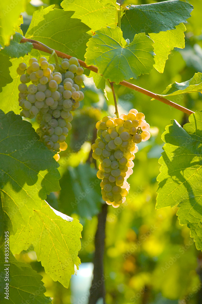 grapes in vineyard