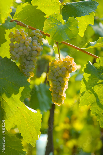 Obraz na płótnie grapes in vineyard w salonie
