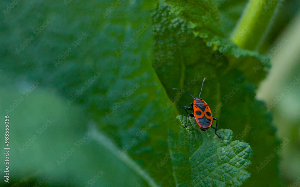 bug on a leaf