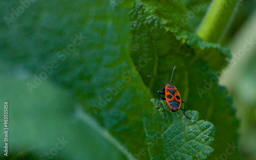 Obraz na płótnie bug on a leaf w salonie