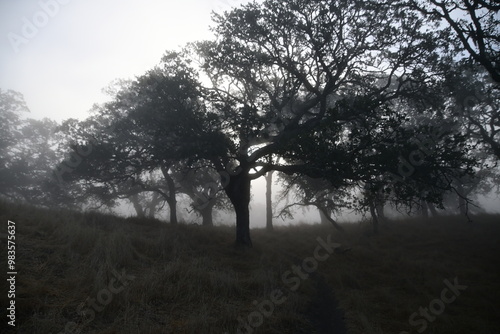 misty morning in the forest