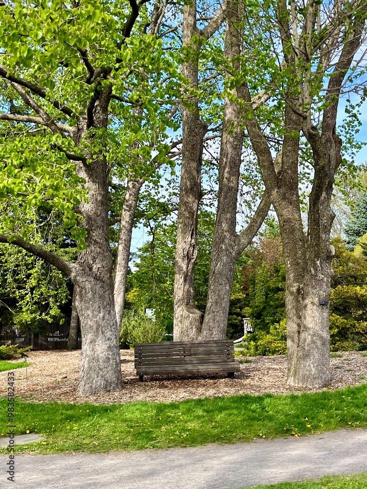 bench under tree in the park bench under tree in the park
