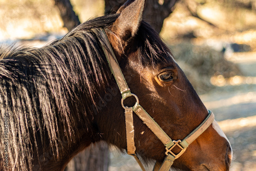 Gentle Mare