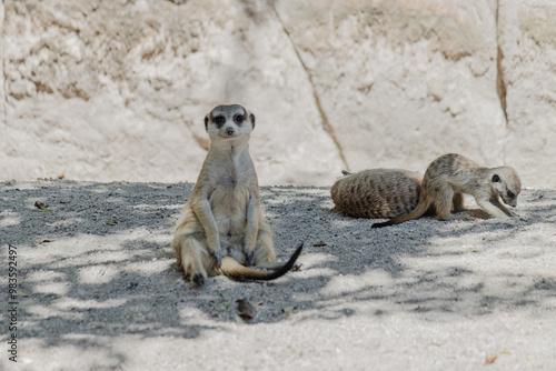 meerkat on guard