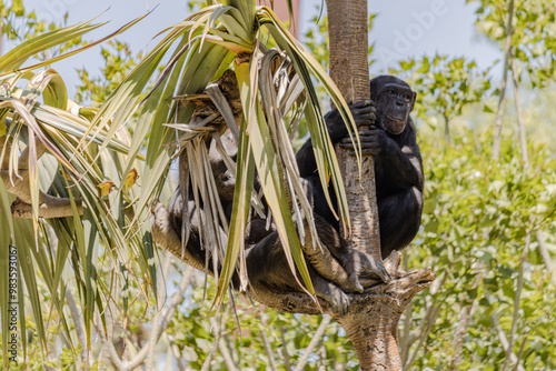 Chimpanzee