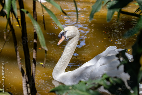swan on the lake