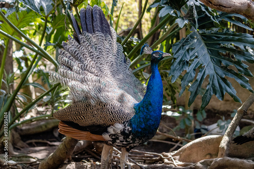 peacock in the woods