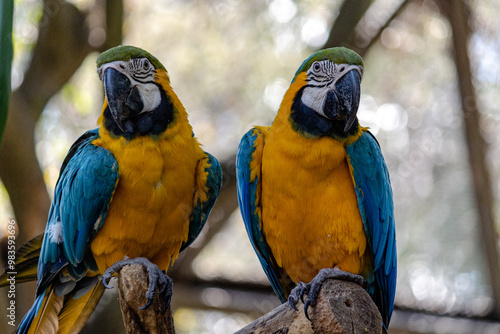 blue and gold macaw