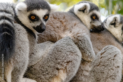 lemur on a tree