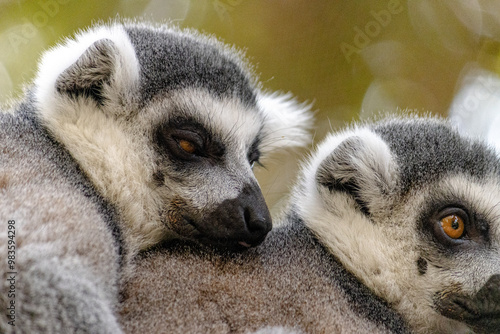 Lemur Close-up