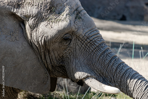  Wise Old Elephant