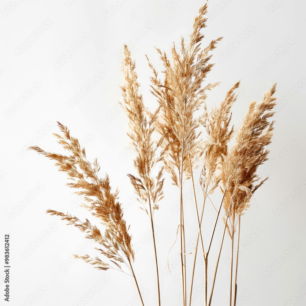 Fototapeta premium Tall dried grasses on a white background.