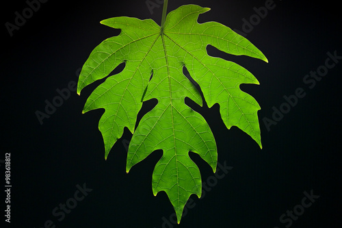 Green papaya leaves on a black background. photo