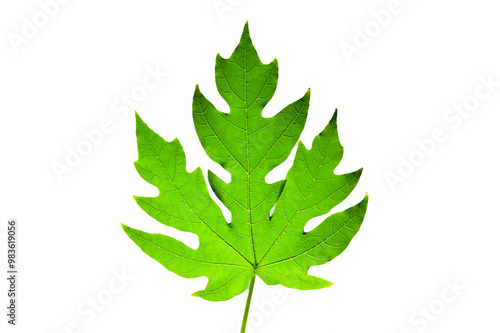 Green papaya leaves on a white background. photo