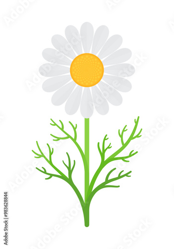 Chamomile flower with stem and leaves. Flat vector illustration isolated on white background. Botanical and herbal concept. Perfect for homeopathy, phytotherapy, alternative medicine designs