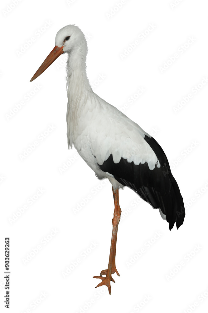 Beautiful European white stork on white background. Exotic bird Beautiful European white stork on white background. Exotic bird