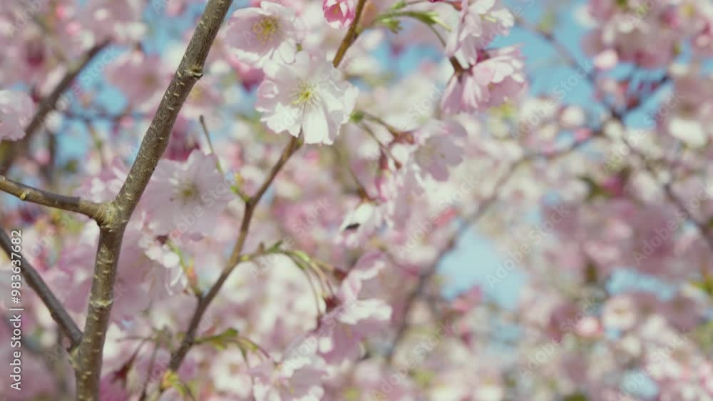 Flowering cherry blossom tree in spring Flowering cherry blossom tree in spring