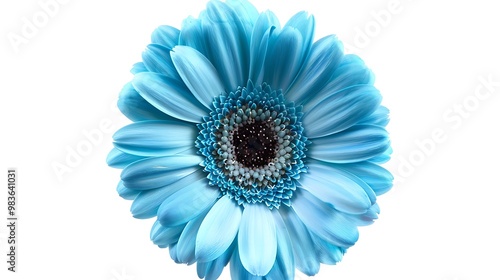 Blue Cyan gerbera daisy on white background