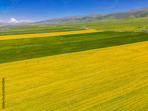 The stripes of yellow and green around Qinghai lake in China taken from drone, flowers blossoming