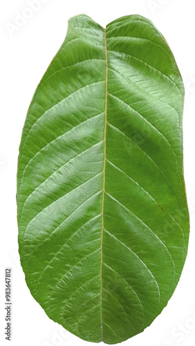 guava leaves icon vector
