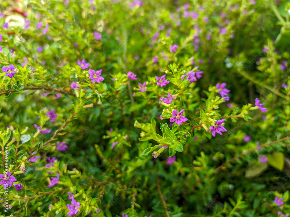 Flowerbeds of blooming cuphea hyssopifolia (false heater) with white and purple flowers dotting the city park Flowerbeds of blooming cuphea hyssopifolia (false heater) with white and purple flowers dotting the city park