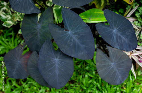 Photography Colocasia 'Black magic' growing in the garden
