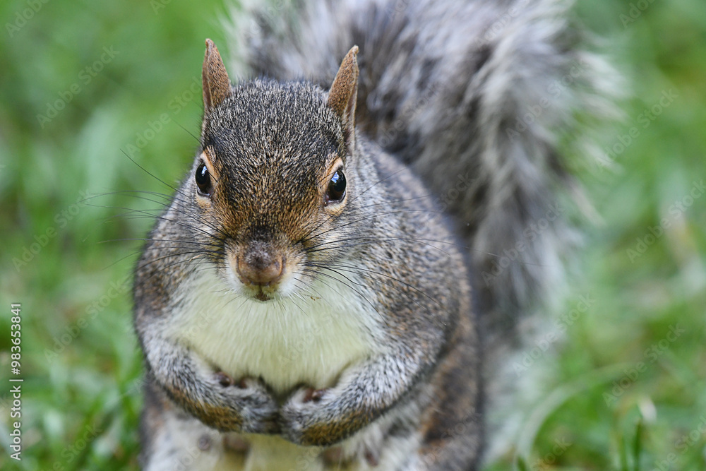 Closeup of a grey squirrel Closeup of a grey squirrel