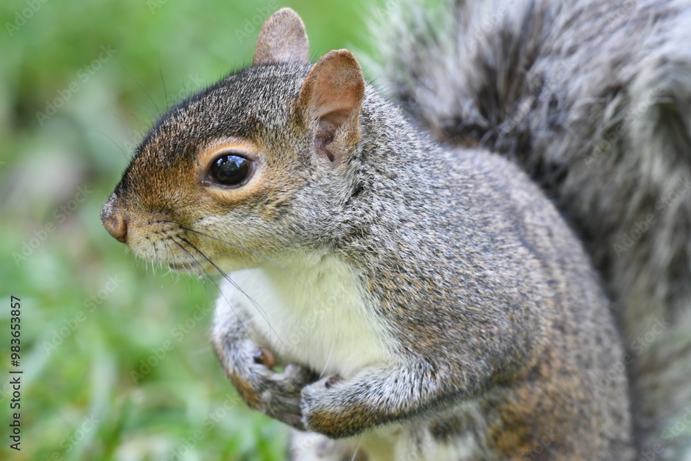 Closeup of a grey squirrel Closeup of a grey squirrel