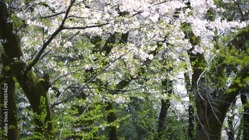 風に吹かれる桜の花
