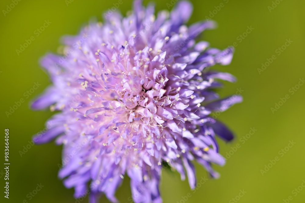 Close-up of a vibrant purple flower against a blurred green background. Close-up of a vibrant purple flower against a blurred green background.