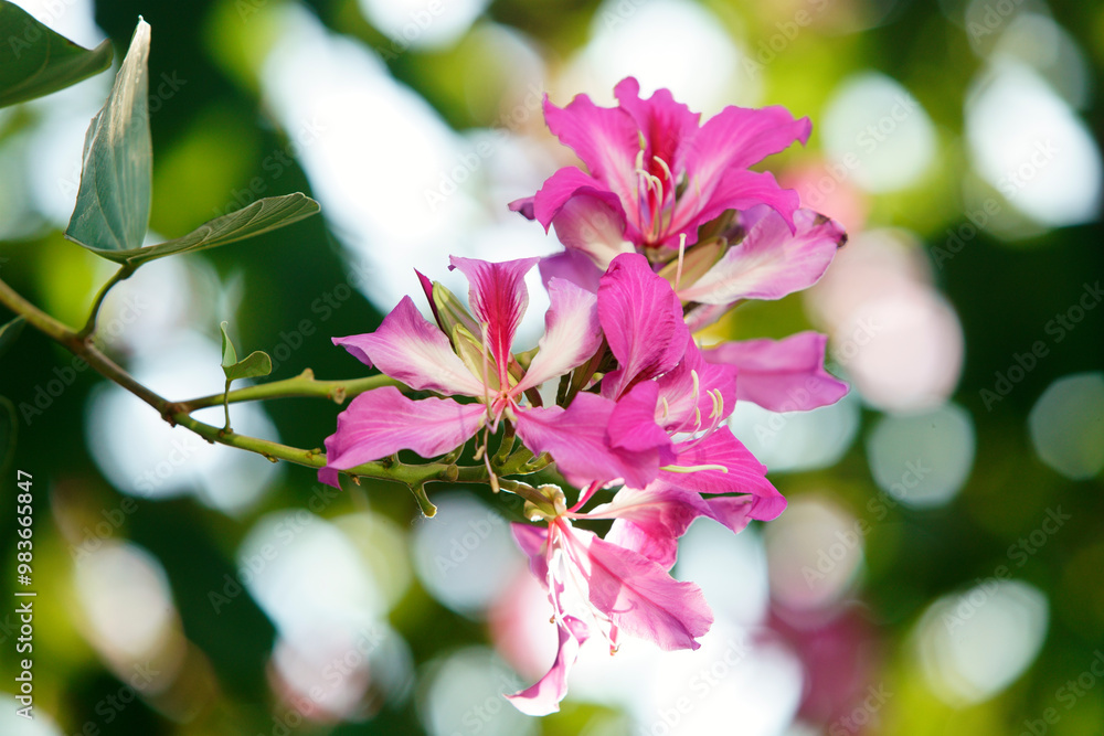 Vibrant Pink Flowers Against a Green Background Vibrant Pink Flowers Against a Green Background