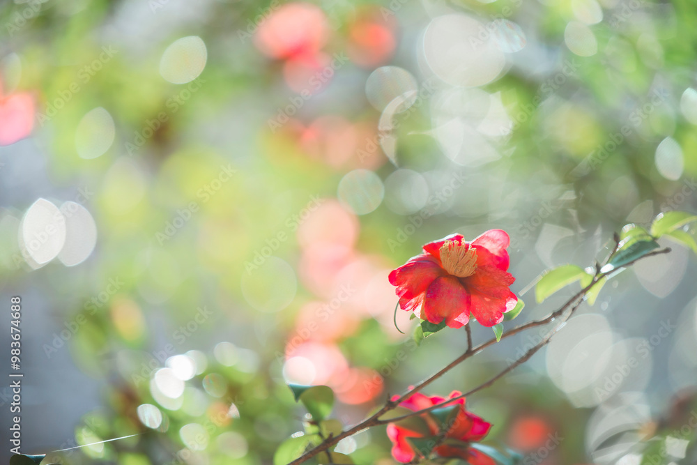 椿の花 椿の花