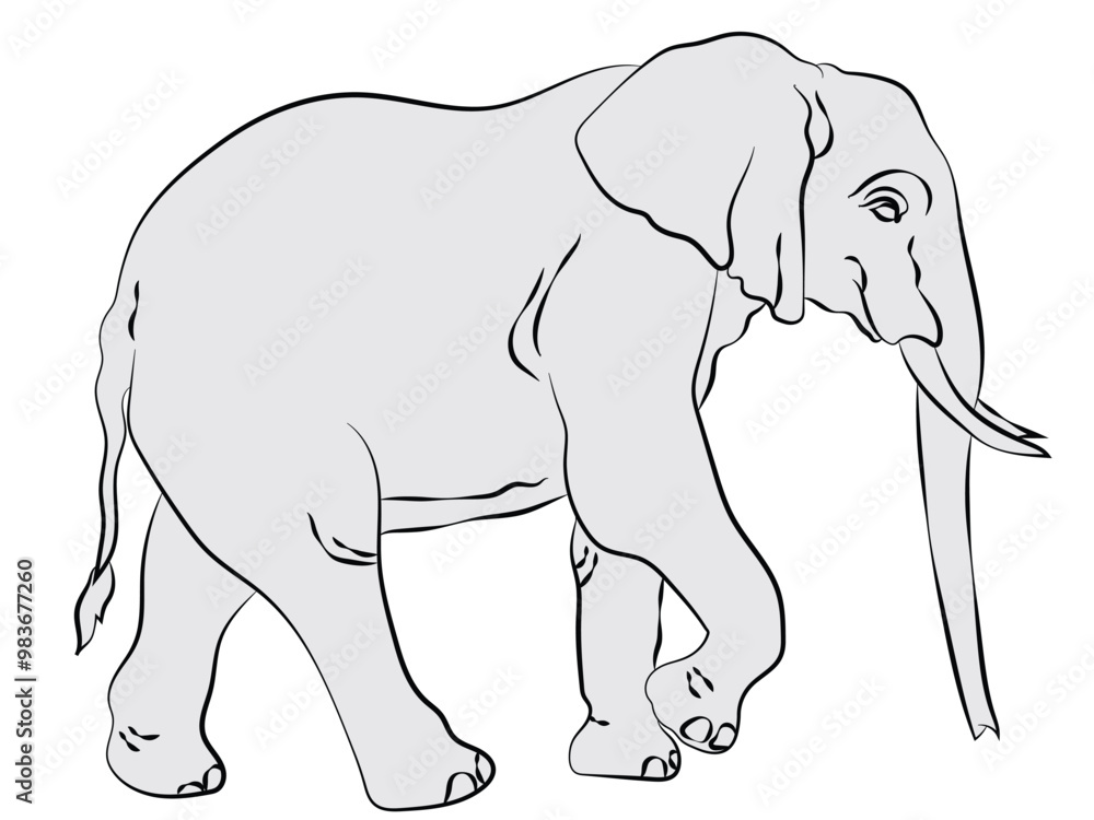 Fototapeta premium Elephant in line art ready to paint.