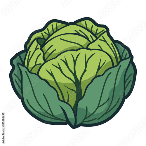 cabbage vegetable nature healthy food vector illustration template design