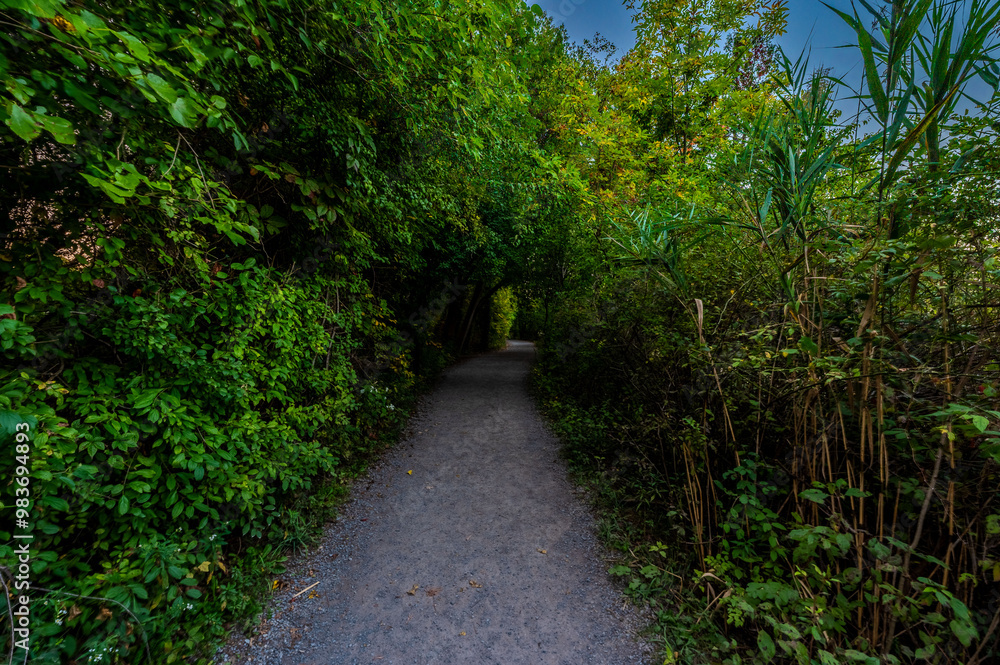Tranquil path through a lush forest in Green Lakes Park, NY, revealing vibrant wildflowers and verdant undergrowth. Perfect for depicting serene, natural escapes and seasonal changes. Tranquil path through a lush forest in Green Lakes Park, NY, revealing vibrant wildflowers and verdant undergrowth. Perfect for depicting serene, natural escapes and seasonal changes.