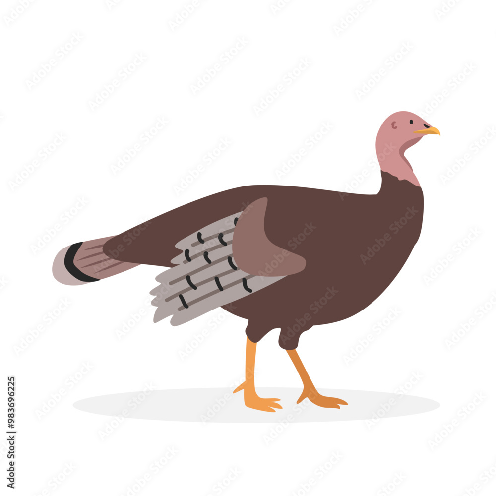 Fototapeta premium Turkey simple vector illustration. Female turkey or hen turkey cartoon clipart, animal in flat style. Farm animals concept, rural farming. Livestock poultry turkey vector design isolated on white