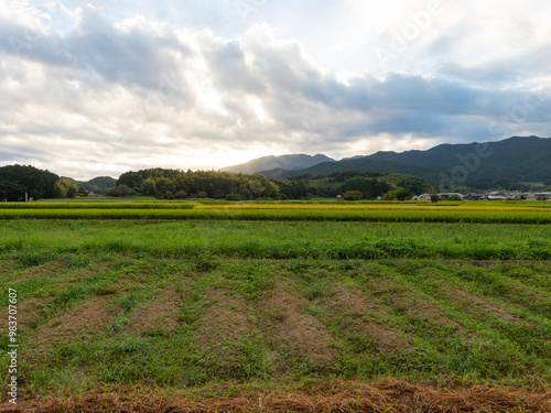 明日香村に広がる畑と田んぼの風景 