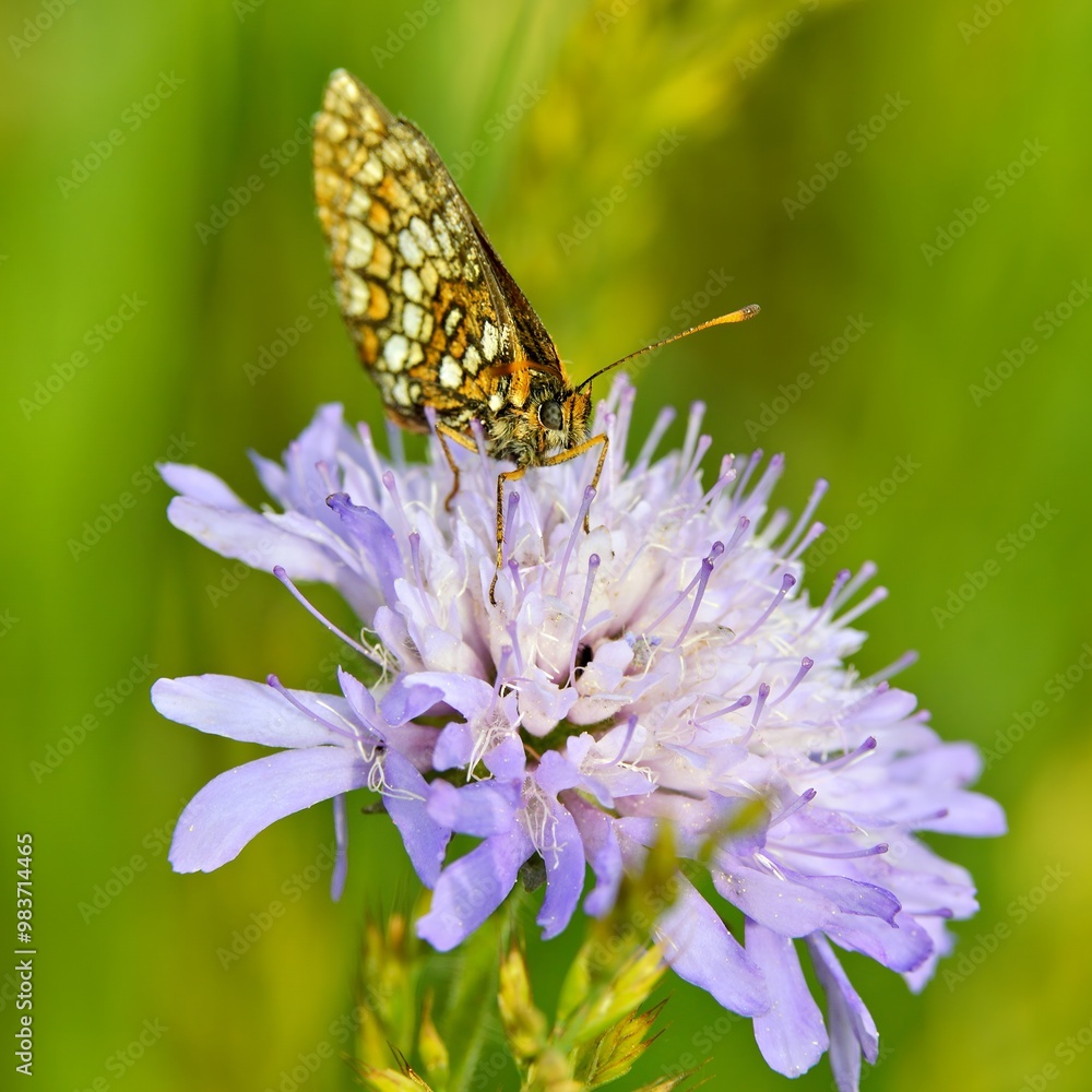 A butterfly perched on a lavender flower in a lush green environment. A butterfly perched on a lavender flower in a lush green environment.