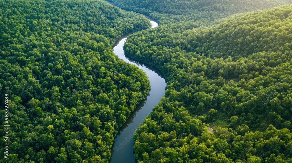 Aerial View of a River Winding Through a Lush Forest Aerial View of a River Winding Through a Lush Forest