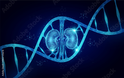 Anatomy organ glowing polygonal. Kidney DNA gene cell double helix blue. Genetic synthetic biology combined. Code analysis thymine, adenine, guanine, cytosine. Medical science background vector.