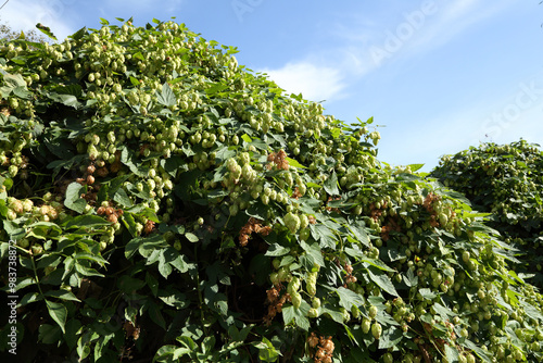 Hop bushes. Wild hops. Hops for brewing. Hops.