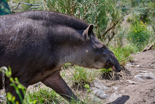 Close-up of tapir walking on path surrounded by green vegetation, highlighting  texture of its skin and natural environment. Concept conservation planet's rarest animals, live eco free-range habitat.